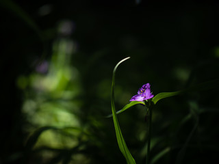 日陰に咲くムラサキツユクサの花　（紫露草）