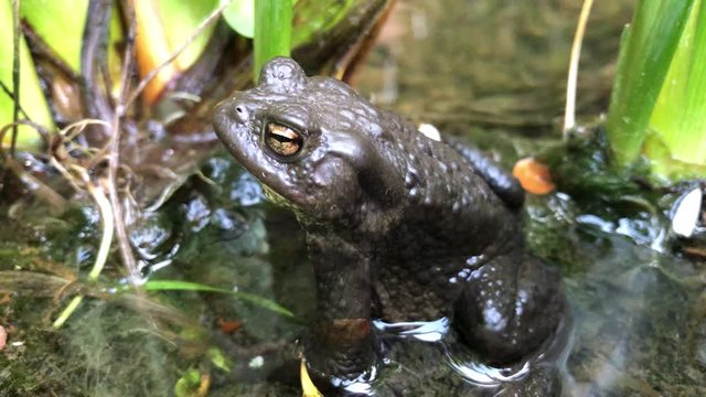 Nahaufnahme, Portrait einer Erdkr&ouml;te (Bufo Bufo) am Rand eines Teiches.