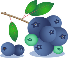 blueberry berries vector image branch with leaves