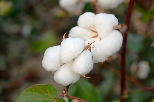 close up of ripe cotton bolls in the field