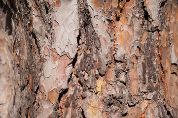 Natural texture of pine bark. Natural background of the bark of a Christmas tree close-up.
