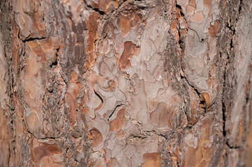 Natural texture of pine bark. Natural background of the bark of a Christmas tree close-up.