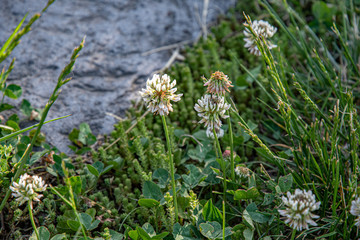 white flowers in the grass. Herbal texture of luxuriant green trefoil leaves with white flowers