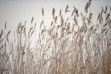 Fototapeta premium Closeup of reeds with grey background