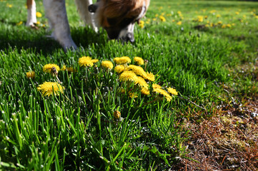 dog on the grass