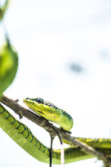 green snake on a tree