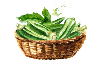 Basket with Fresh okra. Hand drawn watercolor illustration isolated on white background