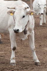 Obraz na płótnie Canvas white-coated calves