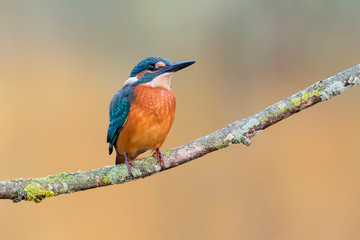 Kingfisher perched on a branch with warm background