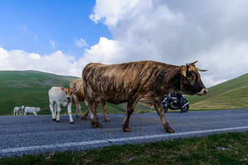 Fototapeta premium cattle in the wild