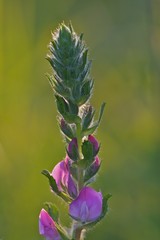 Closeup of lupine with green background