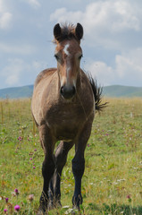 horse in freedom