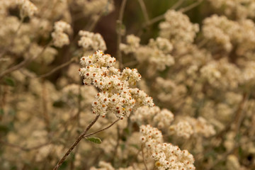 Everlasting flower fynbos found in the Western Cape, South Africa