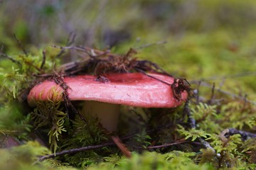 Closeup of red mushroom in moss with dark green background