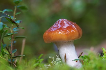 Closeup of brown mushroom in moss with dark green background