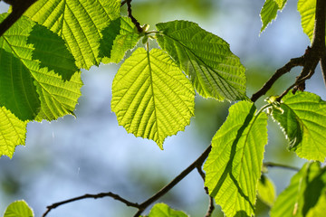 Young hazel leaves in spring park in morning sun