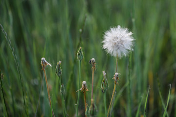 dandelion flower in the spring time with green background