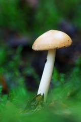 Closeup of white mushroom in moss with dark green background
