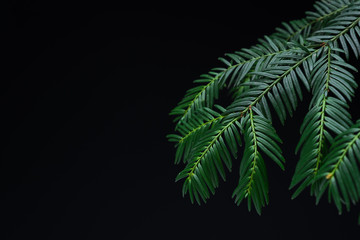 Pine leaves background.Green leaves with copy space.They are color tone dark in the morning. Green leaves from New Zealand.