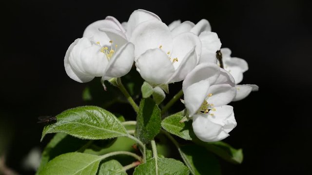 Apple tree blossom closeup with an insect walking on it