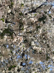 цветущее дерево весна цветы