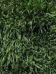 зеленая трава весна