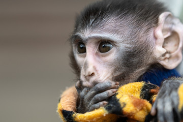 funny baby red monkey sucks fingers in a colored scarf. animals throw offspring into the wild. people sheltered a hungry monkey baby