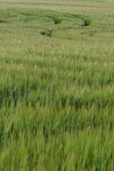 typical landscape of the fields of guadalajara in spain