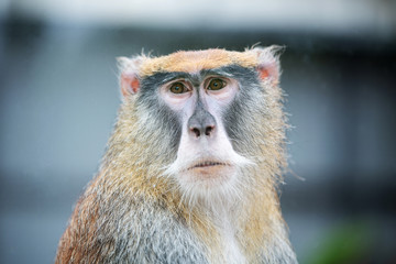 Portrait of a sad red monkey on a blurry background. a serious brooding monkey rescued from a circus. wildlife