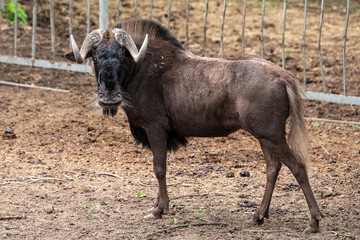 funny portrait of a horned wildebeest in a nature reserve. antelope in the zoo on the background of a metal fence. animal protection