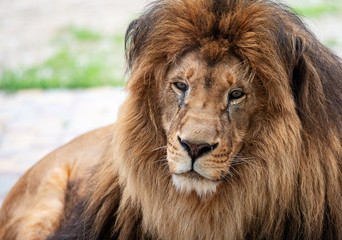 Fototapeta na wymiar Portrait of a beautiful lion with a large mane. Calm resting lion on a blurry background. beast in the zoo.