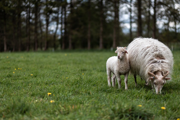 Naklejka na ściany i meble Lamm und weibliches Schaf in Freilandhaltung