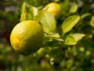 Lemon on the tree