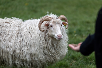 Ein zahmer Wider der Rasse Heidschnucke wird mit Futter in der Hand angelockt