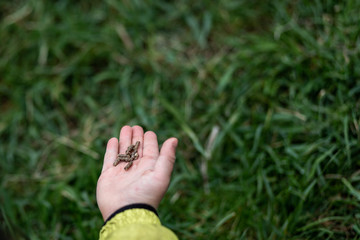 Die Hand eines Kindes gef&uuml;llt mit Pellets als Futter f&uuml;r Schafe oder Ziegen, das Kind will Tiere anlocken