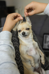 Closeup portrait of small funny beige mini chihuahua dog, puppy, ears up