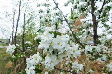 Apple tree in bloom in spring