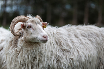 Schafsbock mit Hörnern guckt nach rechts auf einer Wiese