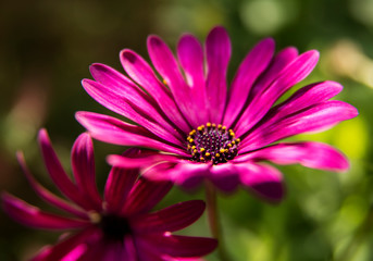Obraz premium Bright purple Daisy flower