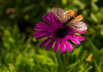 Orange butterfly on purple Daisy flower