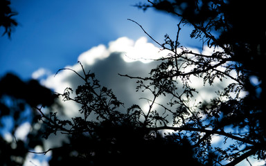 Tree silhouette with a dark cloud with silver lining in the background