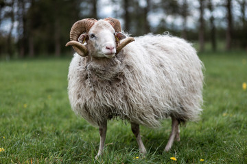 Ein Bock der Sorte weiße gehörnte Heidschnucke steht auf einer Wiese