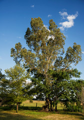 Landscape of trees and sky