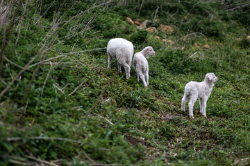 Heidschnuckenlämmer auf einer Wiese am Hügel