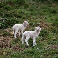 2 weiße Lämmer der gehörnten Heidschnucke auf einer Wiese