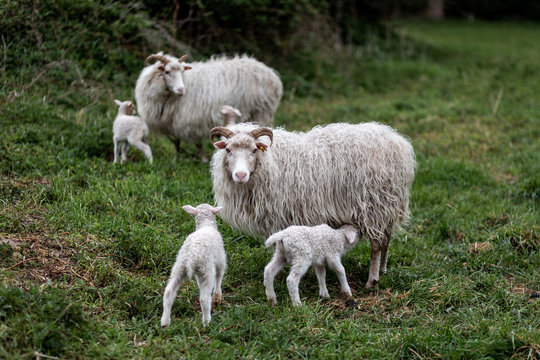 Eine Schafsfamilie mit L&auml;mmern der Sorte wei&szlig;e geh&ouml;rnte Heidschnucke