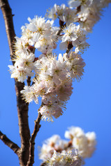桜の花　春のイメージ
