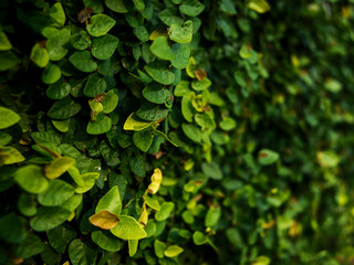 Wall covered with green creeper