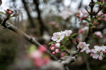  Apfel Blüte am Zweig eines Apfelbaums