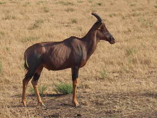 Wildlife, Safari, Game Drive, Maasai Mara, Kenya